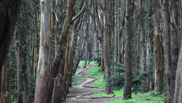 Andy Goldsworthy's Wood Line in San Francisco, Zoomed Shot. USA.