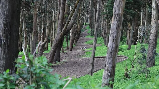 Andy Goldsworthy's Wood Line Scenic Spot Perspective Looking Along the Woodland Path, San Francisco, USA.