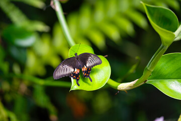 Common mormon is resting on the leaves. Papilio polytes