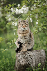 A photo of a brown cat near a cherry blossom.