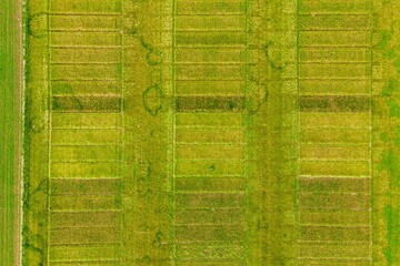 Aerial image of agricultural test plots with different sorts of plants.