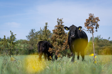 Black Angus Cattle and calf in Springtime. Cow and calf in a beach meadow.	