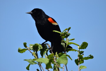 Marais Kingsubry 25 Mai 2024