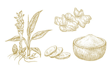 Turmeric Vector Illustrations Collection. Hand Drawn Tumeric Curry Plant Root and Powder Bowl. Engraving Style Curcuma Spice Vegan Drawings Isolated