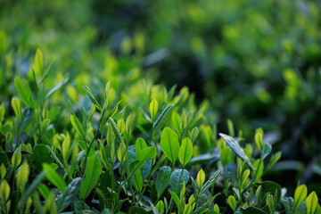 Green tea trees in spring mountains