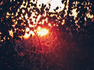 sunset through the leaves of the birch