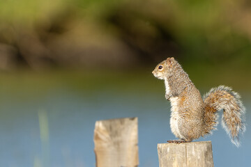 Squirrel standing on a post as a look out with beautiful bokeh background
