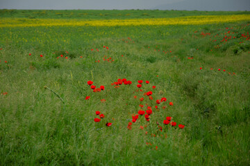 field of poppies