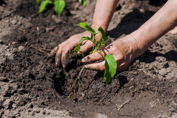 A woman gardener plants a green tomato seedling in wet soil from the garden. Photography,...