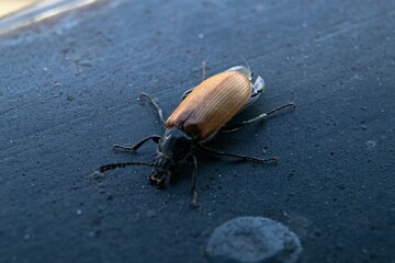 Stunning Close-Up Macro of Omophlus Lepturoides Beetle on Balcony House