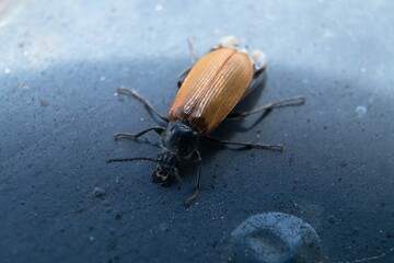 Stunning Close-Up Macro of Omophlus Lepturoides Beetle on Balcony House