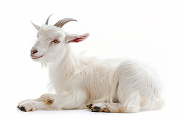 Fototapeta premium Eid Al Adha White goat sitting, white background, generative by ai