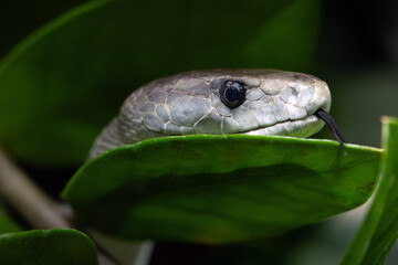 The black mamba (Dendroaspis polylepis), portrait in green with dark background. Portrait of a very poisonous African snake.