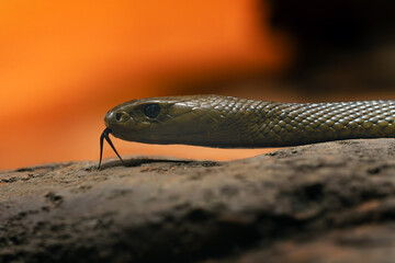 nland taipan (Oxyuranus microlepidotus), also commonly known as the western taipan, small-scaled snake, portrait of a very poisonous snake with an orange background and with its tongue sticking out.