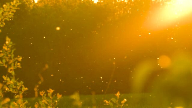 Magical countryside golden hour sunset with pollen particles in air, Latvia