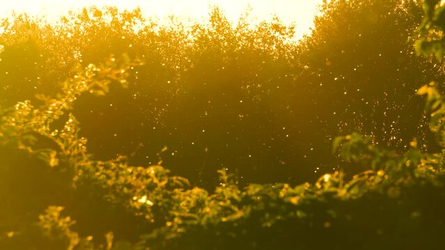 Calm evening sunset with tiny pollen allergen particles in air, Latvia