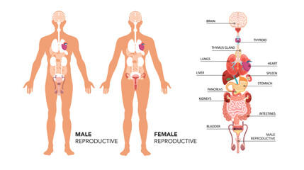 Main human body organ systems. Educative anatomy physiology