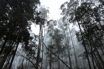 Foggy woods