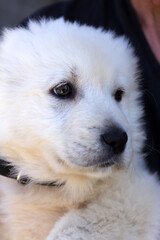 White fluffy Samoyed puppy close-up.