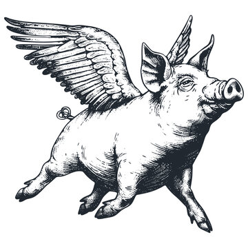 Flying pig with wings, vector illustration