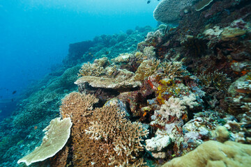 Scenic view of coral reefs at the bottom of the sea