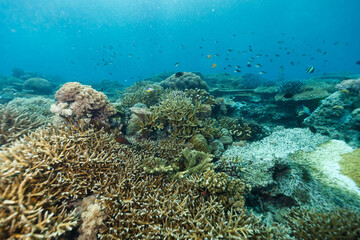 Scenic view of coral reefs at the bottom of the sea