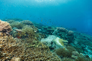 Scenic view of coral reefs at the bottom of the sea