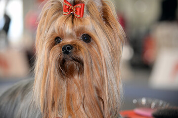 Little Yorkshire Terrier looking dog close up portrait photography. Front view of a Yorkshire Terrier sitting.