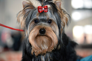 Little Yorkshire Terrier looking dog close up portrait photography. Front view of a Yorkshire Terrier sitting.