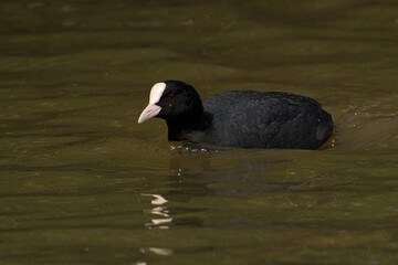 Coot swimming in a tranquil pond on a sunny day