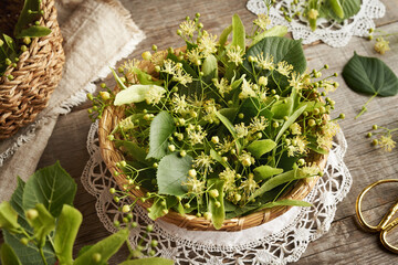 Linden or Tilia cordata flowers and leaves in a wicker basket in spring