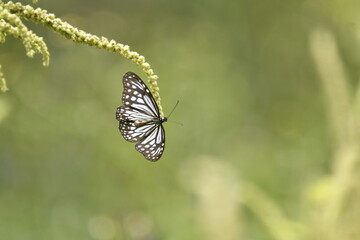Parantica aglea, commonly known as the glassy tiger, is a butterfly found in the Indomalayan realm