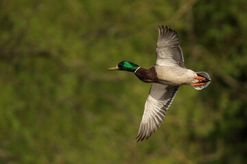 Obraz premium Majestic Male Mallard Duck soaring above a forest canopy
