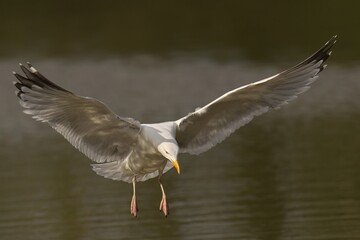 Herring Gull in flight over water with wings extended