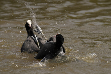 Fototapeta premium Two coots engaging in a territorial dispute in a peaceful pond setting