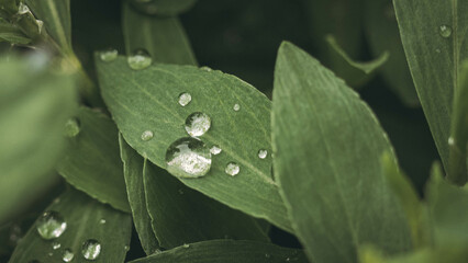Close-up of lush green plant with numerous water droplets on leaves