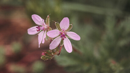 Hemlock crane (Erodium cicutarium) flowers surrounded by lush green foliage and grass