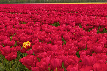 Vibrant tulip field near Kampen, Netherlands, in spring.