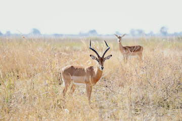 Naklejka premium Two deer standing in grass near tall grass.