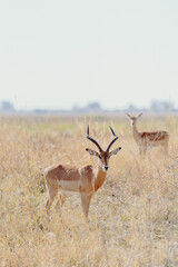 Two deer standing in grass near tall grass.