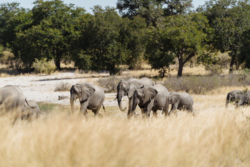 Elephant herd strolling in a grassy meadow with trees in the backdrop,