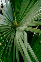 Fototapeta premium Palm tree in the grass outside a fenced area.
