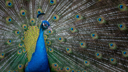 Obraz premium Colorful peacock displaying its vibrant feathers with tail fanned out on the ground.