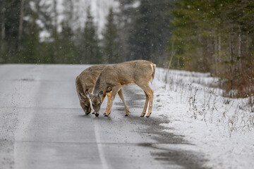 Pair of white-tailed deer licking salt off road.