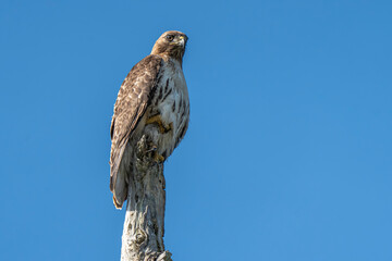 Hawk perched on a dead tree branch with a blue sky background.
