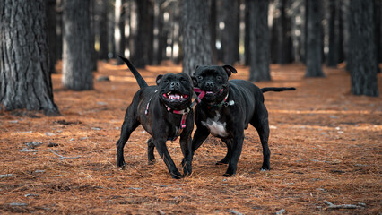 Two playful Staffordshire Bull Terrier dogs frolic in the forest, enjoying each other's company