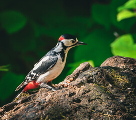 Great spotted woodpecker (Dendrocopos major) perched in a lush forest