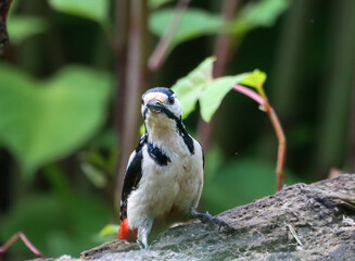 Great spotted woodpecker (Dendrocopos major) perched in a lush forest
