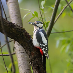Great spotted woodpecker (Dendrocopos major) perched in a lush forest