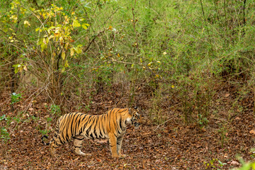 wild bengal female tiger or panthera tigris or tigress in natural green bamboo forest and hot summer season safari at buffer area zone of bandhavgarh national park forest reserve madhya pradesh india